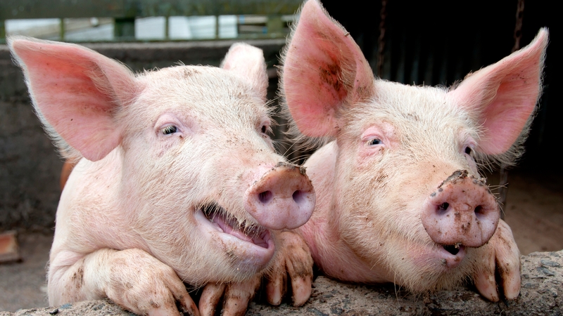 Frontlist | Meet the pigs who can play video games