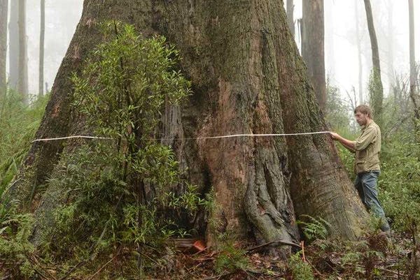 Growing up with trees: new books use story and science to connect kids with nature